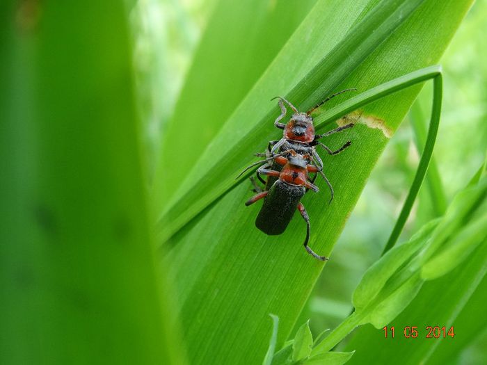 DSC03254 - Diverse insecte