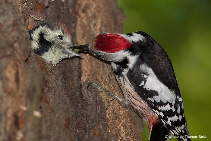 Ciocanitoarea de stejar; (Dendrocopos medius)
