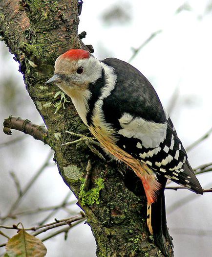 Ciocanitoarea de stejaar; (Dendrocopos medius)
