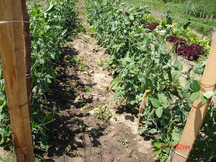 3iunie2012 - D-Prima gradina primele legume 2012