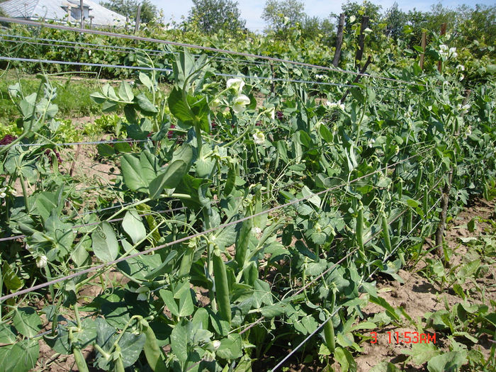 3iunie2012; mazăre
