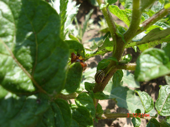 3iunie2012 - D-Prima gradina primele legume 2012