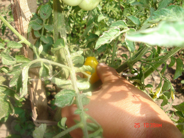 24iulie2012; tomate galbene mici
