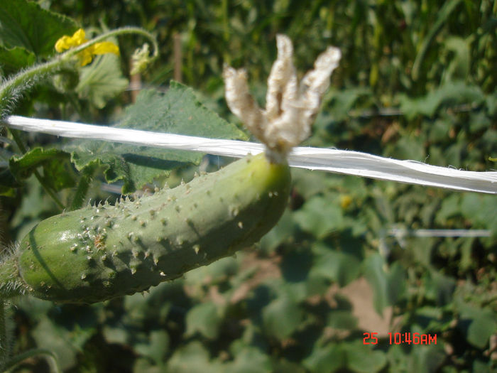 24iulie2012 - D-Prima gradina primele legume 2012