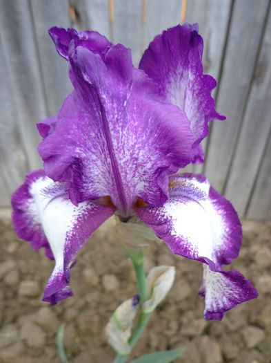 169 - Irisi