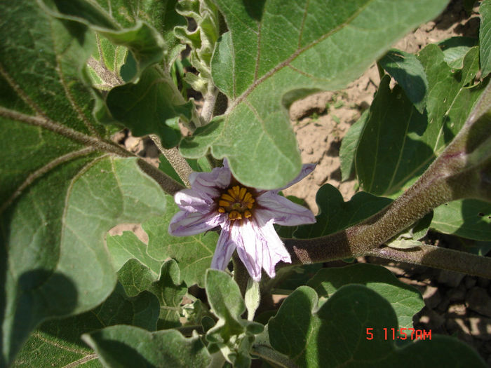 floare de vinete