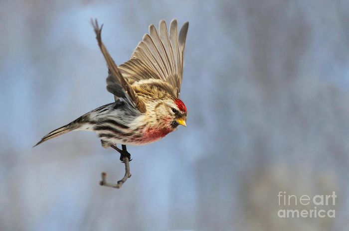 Inarita; (Carduelis flammea)
