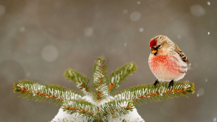 Inarita; (Carduelis flammea)
