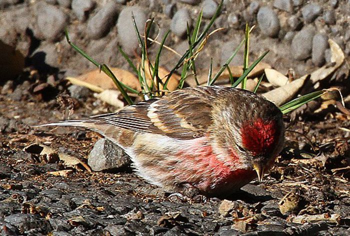 Inarita; (Carduelis flammea)
