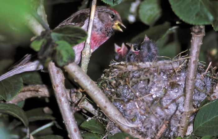 Inarita; (Carduelis flammea)
