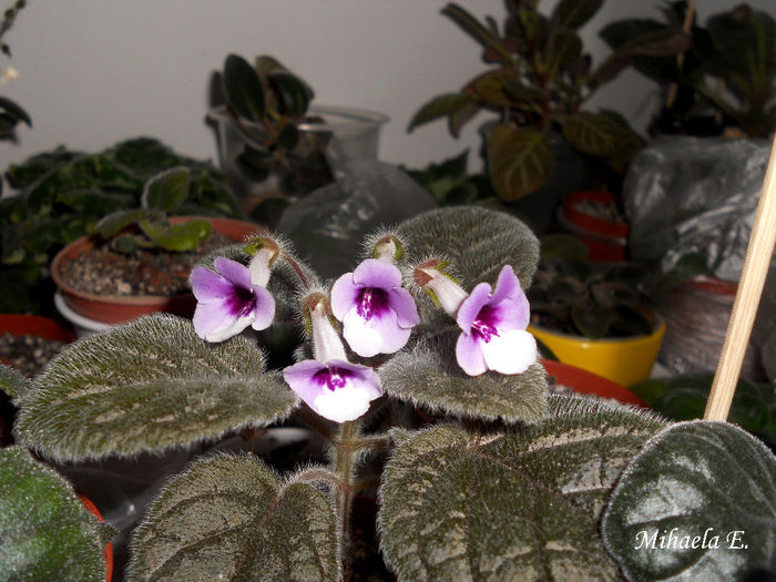 DSCN6677 - Sinningia 2014