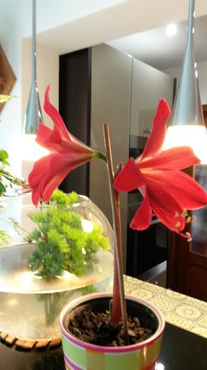 exotic hippeastrelia - flori de camera