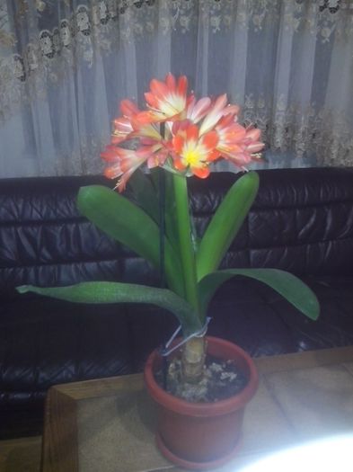 clivia - flori de camera