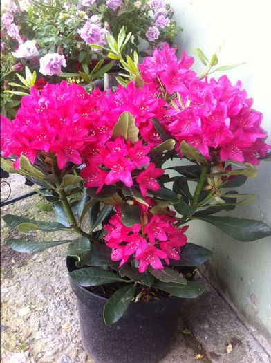 image - RHODODENDRON