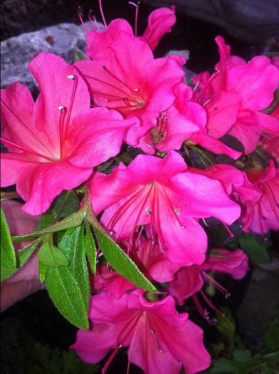 image - RHODODENDRON