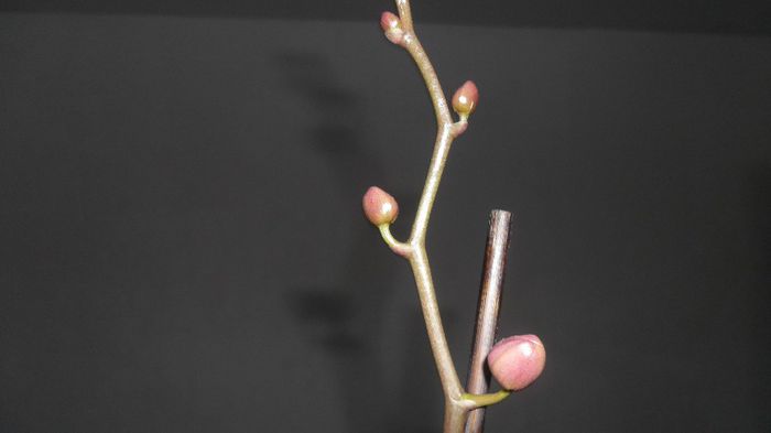 Evolutie phale 15 Mai 2014 002
