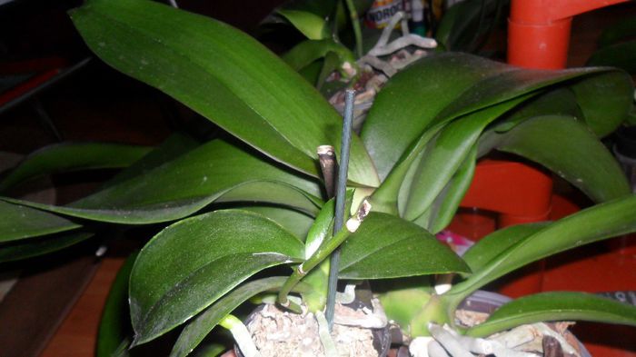 Evolutie phale 15 Mai 2014 004 - phalaenopsis