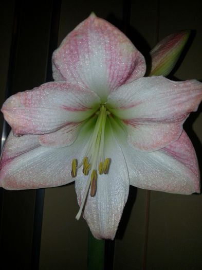 20140514_220411 - Amaryllis