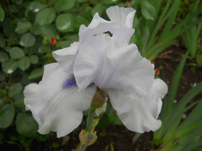 DSCN2135_001 - irisi 2014