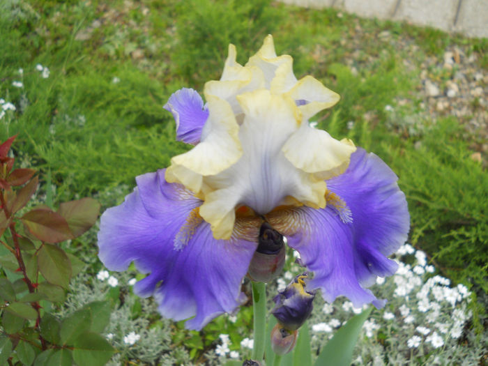 DSCN2144_010 - irisi 2014