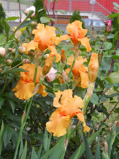 Savannah Sunset - irisi 2014