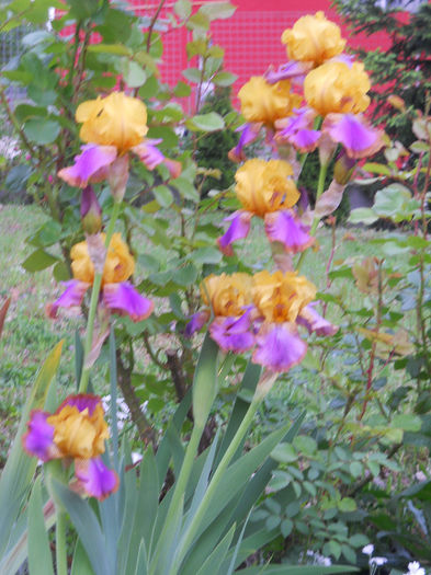 DSCN2155_021 - irisi 2014