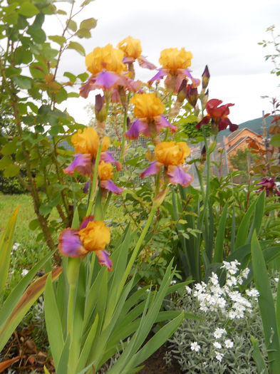 DSCN2156_022 - irisi 2014