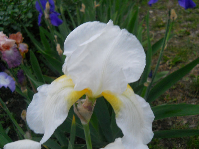 DSCN2165_031 - irisi 2014