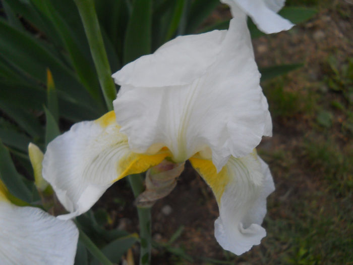 DSCN2166_032 - irisi 2014