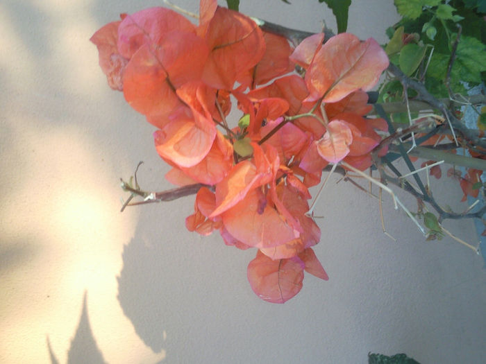 rosenka - flori de bougainvillea