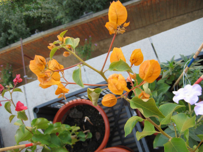 galbena - flori de bougainvillea