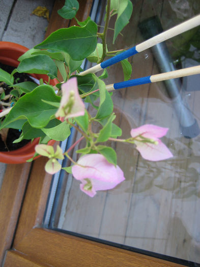 magic - flori de bougainvillea