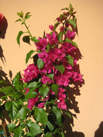 ciclam - flori de bougainvillea