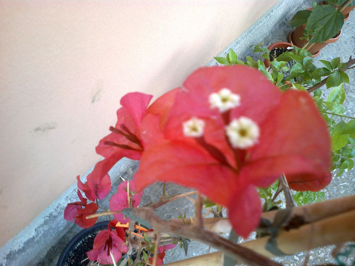 rosie - flori de bougainvillea