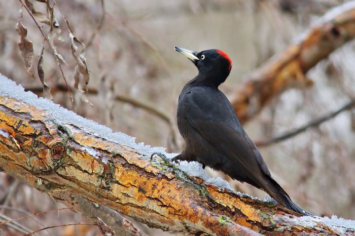 Ciocanitoarea neagra; (Dryocopus martius)
