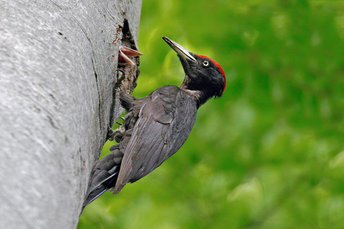 Ciocanitoarea neagra; (Dryocopus martius)
