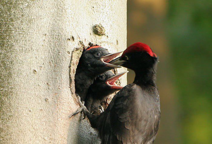 Ciocanitoarea neagra; (Dryocopus martius)
