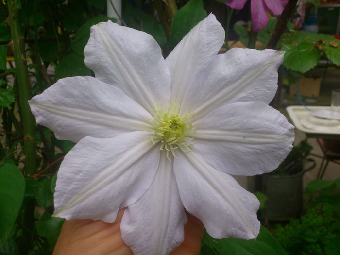 Marie Boisselot - Clematis