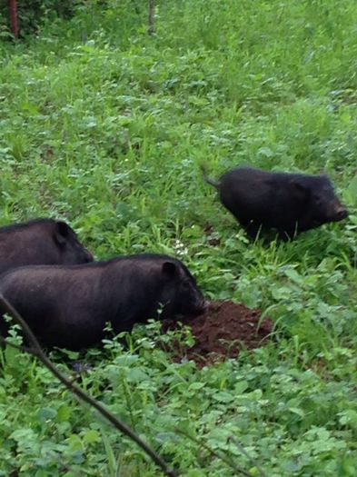 image - Cazare agroturism Valea Prahovei - Pensiunea DE VANZARE