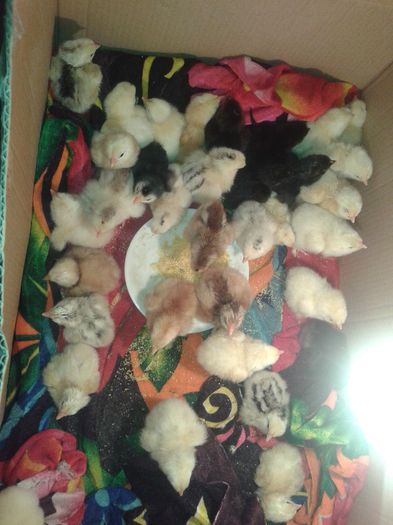 20140515_132510 - Gospodaria mea