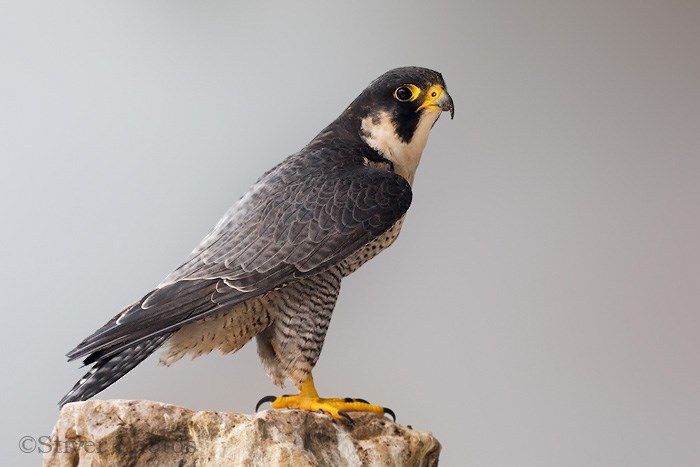 Soimul calator; (Falco peregrinus) Soimul calator este o specie caracteristica zonelor deschise stancoase, din tundra, pasuni, stepa cu palcuri de padure si coaste marine

