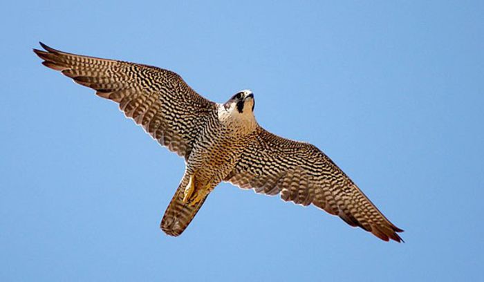 Soim calator; (Falco peregrinus)
