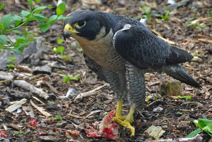 Soim calator; (Falco peregrinus)
