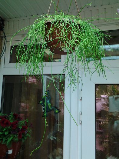 20140515_152058 - suculente 2013-2014-2015-2016