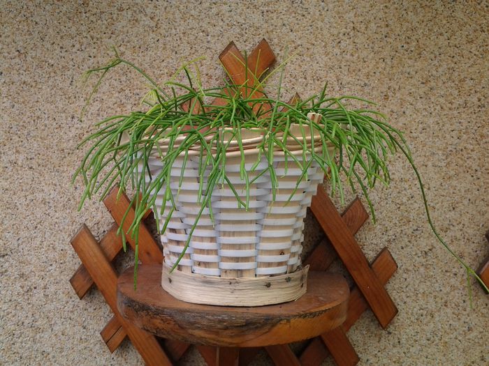 20140515_151922 - suculente 2013-2014-2015-2016