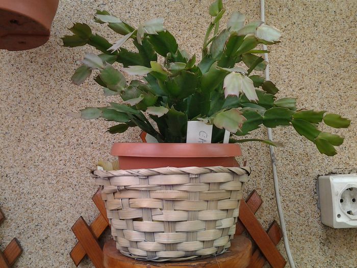 20140515_151930 - suculente 2013-2014-2015-2016