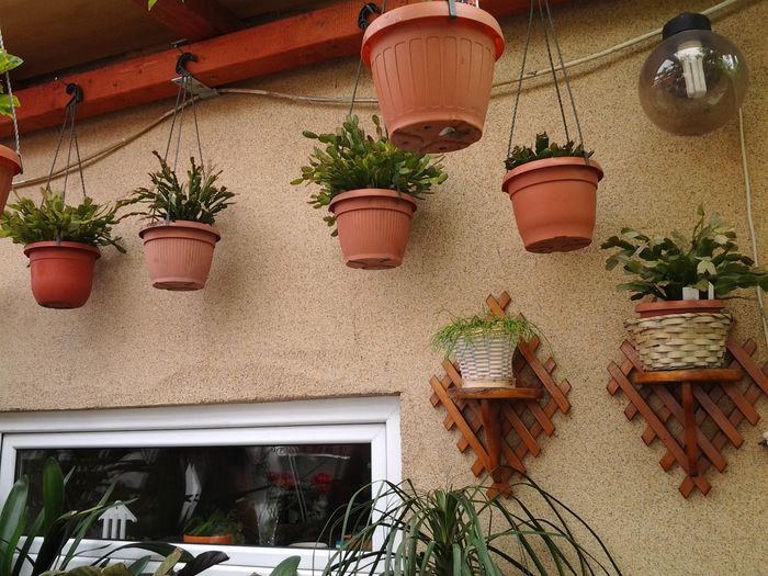 20140515_151948 - suculente 2013-2014-2015-2016