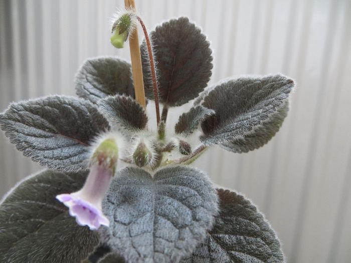 Amizade - mini sinningii 2014