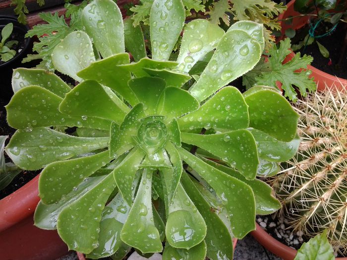 20140515_151825 - suculente 2013-2014-2015-2016