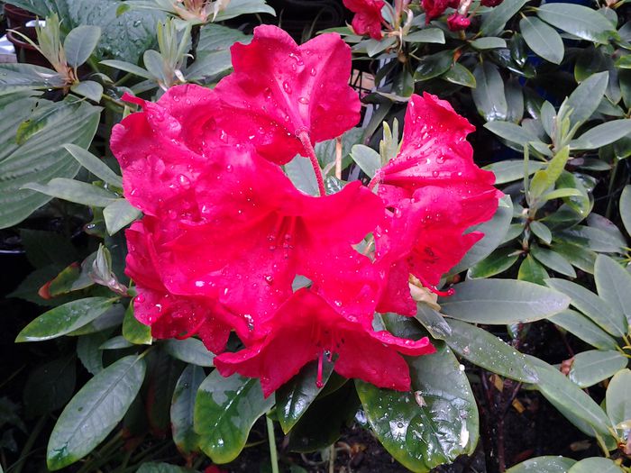 rododendron - 1mai